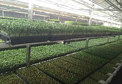 Microgreen Sprout Machine